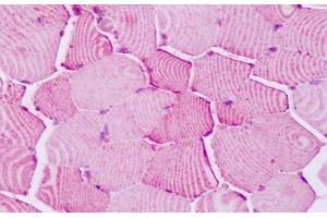 Anti-PTPRA antibody IHC staining of human skeletal muscle. (PTPRA antibody  (Cytoplasmic Domain))