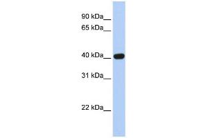 WB Suggested Anti-CXADR Antibody Titration:  0. (Coxsackie Adenovirus Receptor antibody  (N-Term))