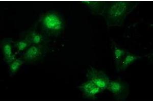 Anti-PBLD mouse monoclonal antibody (ABIN2453424) immunofluorescent staining of COS7 cells transiently transfected by pCMV6-ENTRY PBLD (RC202328). (PBLD1 antibody)