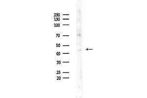 anti-DnaJ (Hsp40) Homolog, Subfamily B, Member 12 (DNAJB12) (Internal Region) antibody