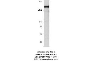 Image no. 2 for anti-E1A Binding Protein P300 (EP300) (AA 1572-2371) antibody (ABIN363282) (p300 antibody  (AA 1572-2371))