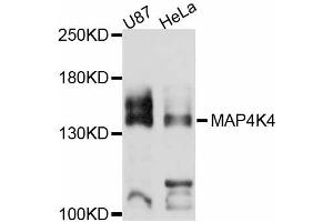 Western blot analysis of extracts of various cell lines, using MAP4K4 antibody (ABIN4904299) at 1:3000 dilution. (MAP4K4 antibody)