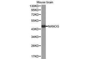 Western Blotting (WB) image for anti-Nanog Homeobox (NANOG) antibody (ABIN1873818) (Nanog antibody)