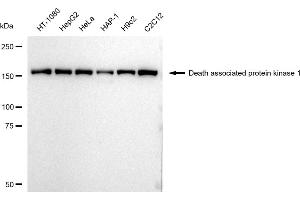 anti-Death-Associated Protein Kinase 1 (DAPK1) antibody