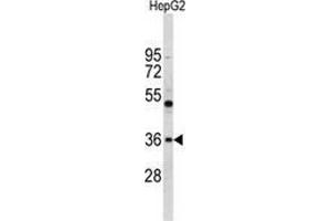 Western blot analysis of ELOVL2 (arrow) in HepG2 cell line lysates (35ug/lane) using ELOVL2  Antibody (N-term).
