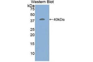Western Blotting (WB) image for anti-Corin, Serine Peptidase (CORIN) (AA 70-136) antibody (ABIN1858498) (Corin antibody  (AA 70-136))