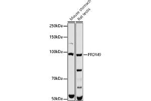 Western blot analysis of extracts of various cell lines, using PRDM9 antibody (ABIN7269501) at 1:1000 dilution. (PRDM9 antibody)