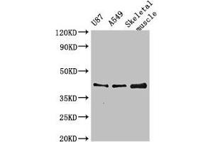 Western Blot Positive WB detected in: U87 whole cell lysate, A549 whole cell lysate, Mouse skeletal muscle tissue All lanes: B3GALT4 antibody at 3 μg/mL Secondary Goat polyclonal to rabbit IgG at 1/50000 dilution Predicted band size: 42 kDa Observed band size: 42 kDa (B3GALT4 antibody  (AA 42-266))
