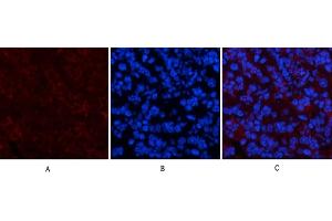 Immunofluorescence analysis of mouse spleen tissue. (Collagen IV antibody)