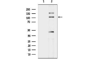 Western blot analysis of lysates from COS-7 cells(heat-shock treatment), using Flt3 / C Antibody.