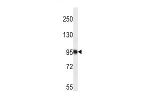 TTC15 Antibody (C-term) (ABIN657310 and ABIN2846388) western blot analysis in K562 cell line lysates (35 μg/lane). (TTC15 antibody  (C-Term))