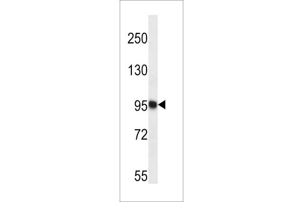 TTC15 antibody  (C-Term)