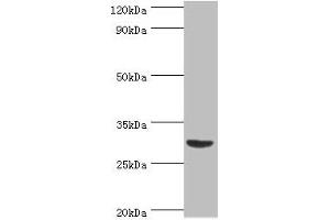 Western blot All lanes: Tumor necrosis factor ligand superfamily member 13B antibody at 2 μg/mL + Mouse liver tissue Secondary Goat polyclonal to rabbit IgG at 1/10000 dilution Predicted band size: 32, 30, 18 kDa Observed band size: 32 kDa (BAFF antibody  (AA 76-285))