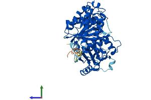 AlphaFold protein structure predicition of Human Recombinant TUBA1A Protein, UniprotID Q71U36 (TUBA1A Protein (AA 1-451) (His tag))