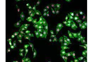 Immunofluorescence (IF) image for anti-Tripartite Motif Containing 28 (TRIM28) antibody (ABIN2666087) (KAP1 antibody)