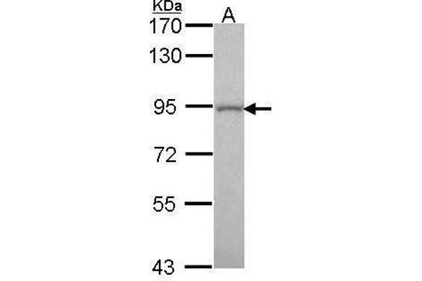 GOLGA5 antibody