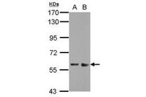 Image no. 2 for anti-Zinc Finger and SCAN Domain Containing 32 (ZSCAN32) (AA 64-237) antibody (ABIN1501845) (Zinc Finger and SCAN Domain Containing 32 (ZSCAN32) (AA 64-237) antibody)
