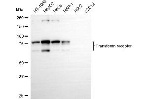 Western blotting analysis using transferrin receptor antibody (ABIN7800603). (Recombinant Transferrin Receptor antibody)