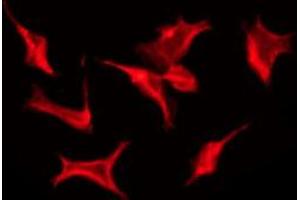 ABIN6274604 staining A549 by IF/ICC. (Cadherin 7 antibody  (C-Term))