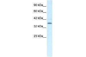 CMKLR1 antibody (70R-10508) used at 0.