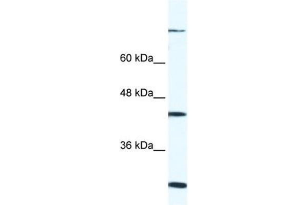 FGD1 antibody  (C-Term)