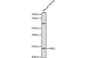 Western blot analysis of extracts of Mouse kidney cells, using HBG1 antibody (ABIN1679149, ABIN1679148, ABIN7101336 and ABIN7101337) at 1:1000 dilution. (HBG1/2 antibody)
