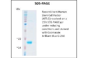 SDS-PAGE (SDS) image for KIT Ligand (KITLG) (Active) protein (ABIN5509388) (KIT Ligand Protein (KITLG))