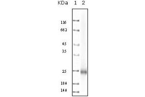 Western Blotting (WB) image for anti-Interleukin 10 (IL10) antibody (ABIN2464113) (IL-10 antibody)
