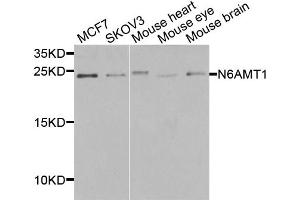 Western blot analysis of extracts of various cell lines, using N6AMT1 antibody (ABIN5974334) at 1/1000 dilution. (N6AMT1 antibody)