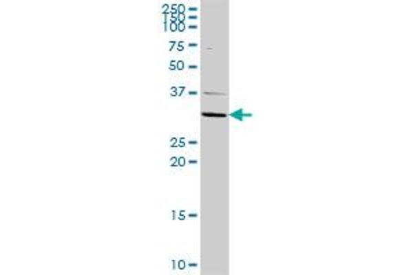 ATP4b antibody  (AA 1-291)