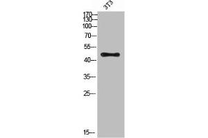 Western Blot analysis of 3T3 cells using Antibody diluted at 500. (E2F3 antibody  (acLys168))