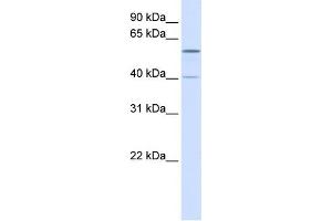 WB Suggested Anti-TRIM49 Antibody Titration:  0. (TRIM49 antibody  (N-Term))
