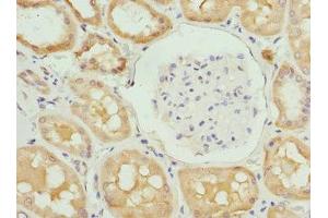 Immunohistochemistry of paraffin-embedded human kidney tissue using ABIN7151751 at dilution of 1:100 (PROCR antibody  (AA 18-210))