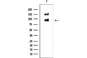 Western blot analysis of lysates from Mouse brain, using PTP alpha Mouse Monoclonal Antibody at 1/1000 dilution.