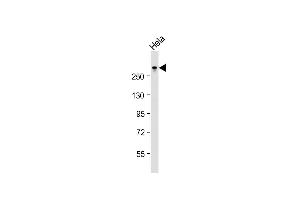 Anti-TPR Antibody (C-term)at 1:2000 dilution + Hela whole cell lysates Lysates/proteins at 20 μg per lane. (TPR antibody  (C-Term))