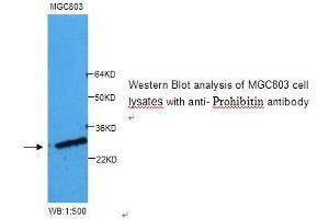 Image no. 1 for anti-Prohibitin (PHB) antibody (ABIN790859) (Prohibitin antibody)