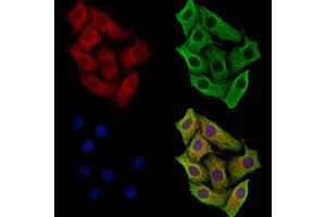 ABIN7094529 and ABIN7098578 staining Hela cells by IF/ICC.