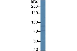 Western Blotting (WB) image for anti-Hypoxia Inducible Factor 1, alpha Subunit (Basic Helix-Loop-Helix Transcription Factor) (HIF1A) (AA 238-389) antibody (ABIN1859150)