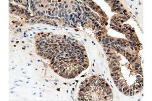 Immunohistochemical staining of paraffin-embedded Human Kidney tissue using anti-NT5DC1 mouse monoclonal antibody. (NT5DC1 antibody)