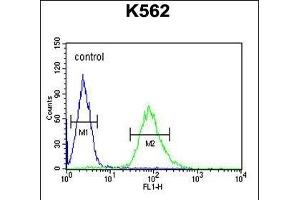 ARHG Antibody (N-term) (ABIN654716 and ABIN2844405) flow cytometric analysis of K562 cells (right histogram) compared to a negative control cell (left histogram). (ARHGAP17 antibody  (N-Term))