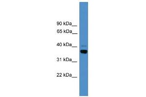 WB Suggested Anti-Atf4 Antibody Titration:  0. (ATF4 antibody  (N-Term))