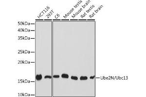 UBE2N antibody