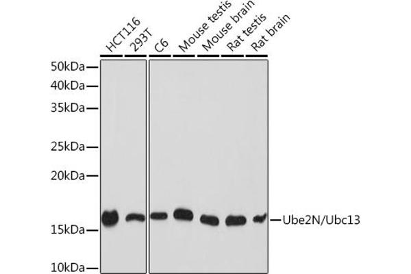 UBE2N antibody