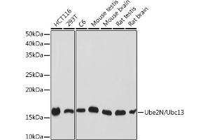 Western blot analysis of extracts of various cell lines, using Ube2N/Ubc13 Rabbit mAb (ABIN7271179) at 1:1000 dilution. (UBE2N antibody)