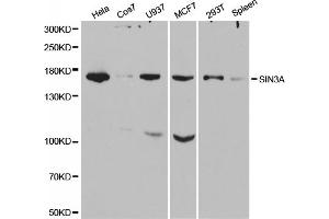 Western blot analysis of extracts of various cell lines, using SIN3A antibody. (SIN3A antibody)