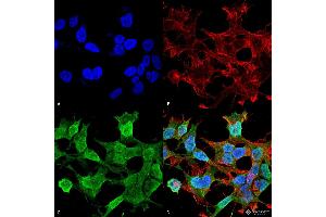 Immunocytochemistry/Immunofluorescence analysis using Mouse Anti-Neuroligin 1 Monoclonal Antibody, Clone S97A-31 . (Neuroligin 1 antibody  (AA 718-843) (Biotin))