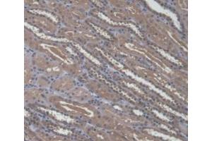 IHC-P analysis of Human Kidney Tissue, with DAB staining. (A4GALT antibody  (AA 44-353))