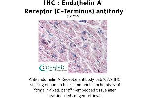 Image no. 1 for anti-Endothelin Receptor Type A (EDNRA) (C-Term) antibody (ABIN1734024) (Endothelin-1 Receptor antibody  (C-Term))