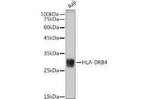 Western blot analysis of extracts of Raji cells, using HLA-DRB4 antibody (ABIN7268375) at 1:1000 dilution. (HLA-DRB4 antibody)