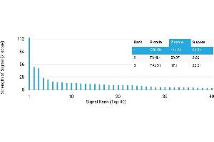 Protein Array (PAr) image for anti-Corticotropin Releasing Hormone Receptor 1 (CRHR1) antibody (ABIN7456119) (CRHR1 antibody)